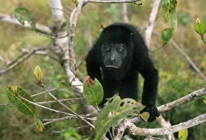 Black Howler Monkey in tree, (Aloutta pigra)