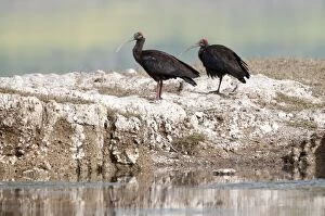 Black ibis - pair on bank in river