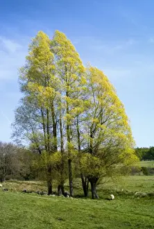 Poplar Prints: Black Italian Poplars