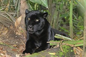 Images Dated 11th February 2006: Black Jaguar Panther Belize