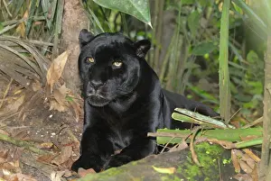 Black Jaguar Panther Belize