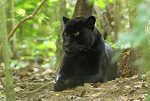 Belize Prints: Black Jaguar Panther Belize