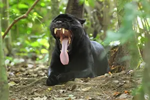 Belize Prints: Black Jaguar Panther, yawning Belize