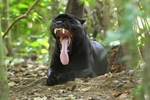 Black Jaguar Panther, yawning (Panthera onca)