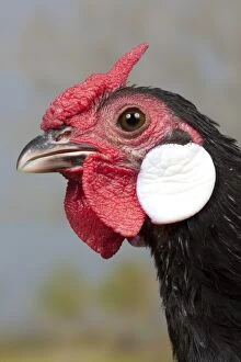Caruncles Gallery: Black Java Chicken Cockerel close-up portrait