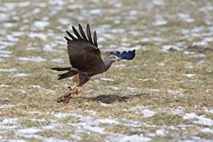 Images Dated 27th March 2013: Black Kite