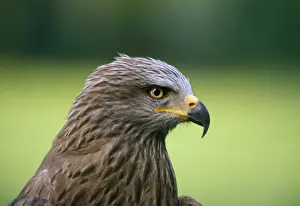 Kite Prints: Black Kite