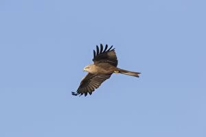 7 Gallery: Black Kite adult bird in flight Germany