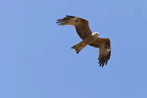 Huelva Prints: Black Kite - adult in flight - Southern Spain