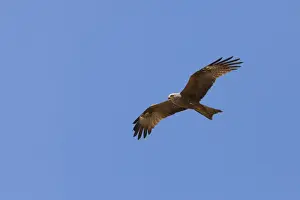 Black Kite - adult in flight - Southern Spain