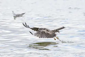 Catch Prints: Black Kite - adulte kite catching a fish - Germany Date: 15-07-2022