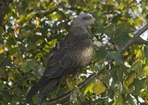 Black Kite / Dark Kite, perched in tree