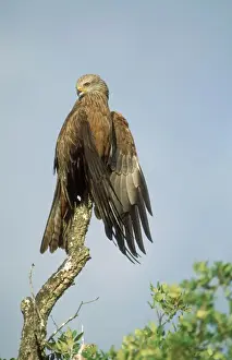 Black Kite Drying wings in the sun