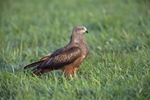 Images Dated 19th April 2011: Black Kite - on field feeding on carrion
