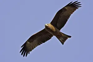 Black Kite - in flight