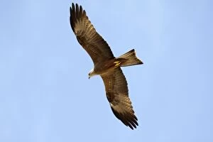 Images Dated 24th April 2009: Black Kite - in flight