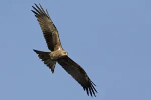 Black Kite in flight Common throughout northern Australia, in a wide variety of habitats but nomadic in the south. At Mt Barnett, Kimberley, Western Australia