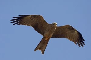 Images Dated 27th October 2008: Black Kite - In flight above mangroves