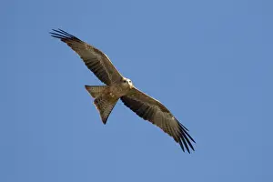 Soaring Prints: Black Kite - In flight above mangroves at Broome Western Australia