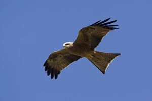 Black Kite - in flight - in open country 50km north of Ti Tree