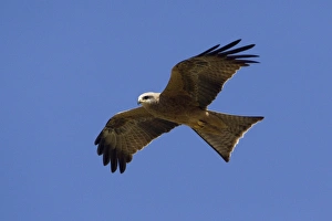 Black Kite - in flight - in open country 50km north of Ti Tree Black Kite - in flight - in open country 50km north of Ti Tree