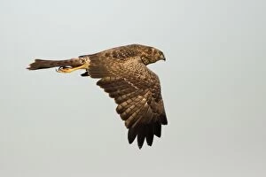 Black Kite - Frequents rubbish dumps, stockyards, bush fires where it captures insects and reptiles fleeing the flames