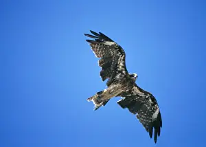 Gliding Prints: Black Kite (in moult) PC 148 Flight © Piers Cavendish / ARDEA LONDON