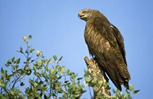 Black KITE - perched and calling
