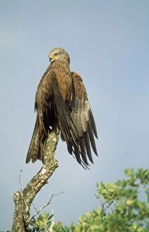 Black KITE - perched drying wings