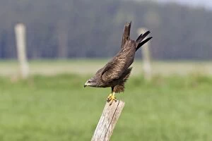 Images Dated 19th April 2011: Black Kite - perched on fence post