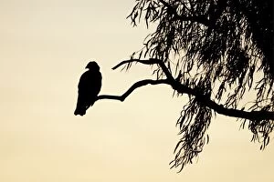 Images Dated 27th July 2009: Black Kite - silhouette of bird at dusk