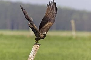 Black Kite - taking off from fence post