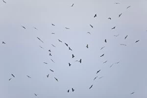 Images Dated 2nd September 2009: Black Kites - in flight on migration over Tarifa