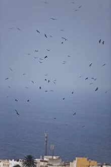 Images Dated 2nd September 2009: Black Kites - in flight on migration over Tarifa