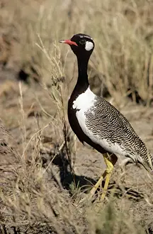 Black Korhaan / Bustard - male