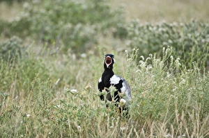 Images Dated 29th February 2008: Black Korhaan - Male calling - Kalahari - Botswana