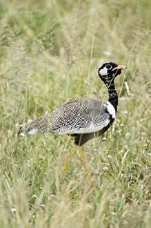 Images Dated 27th February 2008: Black Korhaan - Male amongst grass - Kalahari - Botswana