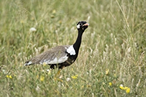 Images Dated 27th February 2008: Black Korhaan - Male - Kalahari - Botswana