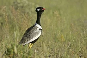 Images Dated 16th April 2005: Black Korhaan standing in grass savanna Etosha National Park, Namibia, Africa