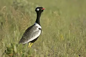 Black Korhaan standing in grass savanna Etosha National Park, Namibia, Africa