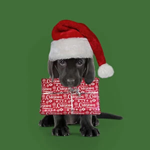 Black Labarador Dog, puppy sitting, wearing Christmas