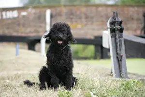 Black labradoodle sitting