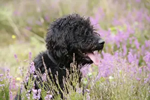 Black labradoodle sitting in field