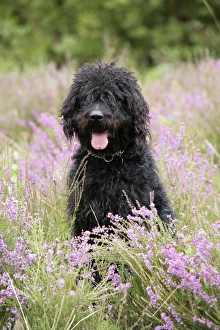 Black labradoodle sitting in field