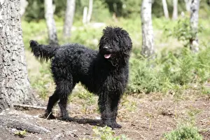 Labradoodles Prints: Black labradoodle - in woodland