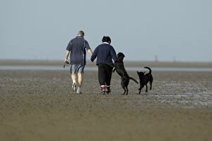 Black Labrador - 2 dogs and their owners walking on mudflats