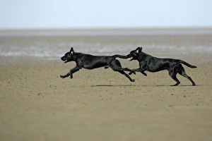 Images Dated 3rd October 2007: Black Labrador - 2 dogs running around on mudflats