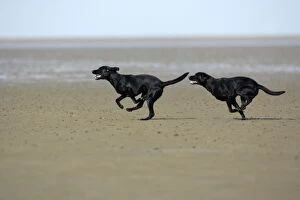 Black Labrador - 2 dogs running around on mudflats