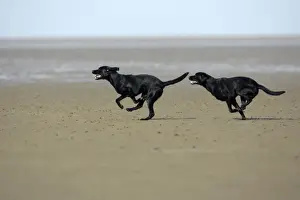 Mudflat Prints: Black Labrador - 2 dogs running around on mudflats on the Northumberland coast