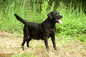 Retriever Collection: Black Labrador